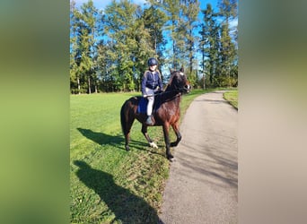 Karachai, Mare, 8 years, 14,2 hh, Bay