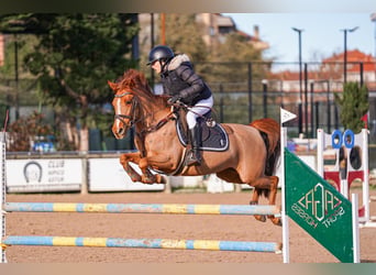Karachai, Mare, 9 years, 13.2 hh, Chestnut-Red