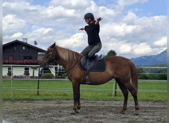 Karachai, Mare, 9 years, 14.1 hh, Brown