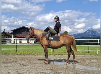 Karachai, Mare, 9 years, 14.1 hh, Brown