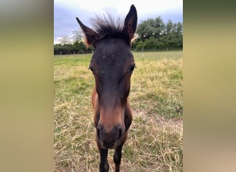 Karachai-paard Mix, Hengst, Veulen (03/2025), 150 cm, Donkerbruin