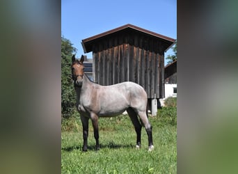 Karachai-paard Mix, Merrie, 3 Jaar, 152 cm, Roan-Red