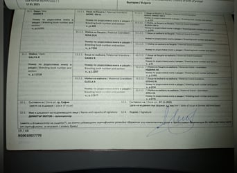 Karachai-paard, Merrie, 3 Jaar, 153 cm, Vos