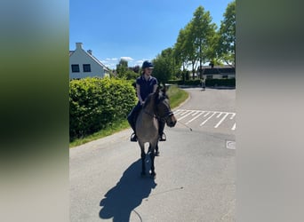 Karachai-paard, Merrie, 4 Jaar, 145 cm, Roan-Bay