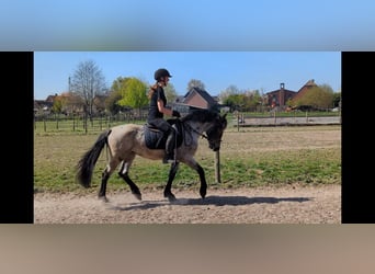 Karachai-paard, Merrie, 4 Jaar, 145 cm, Roan-Bay