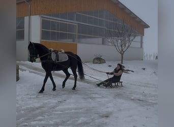 Karachai-paard, Merrie, 6 Jaar, 142 cm, Donkerbruin