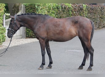 Karachai-paard, Merrie, 6 Jaar, Zwartbruin