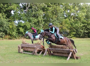 Karachai-paard, Merrie, 6 Jaar, Zwartbruin