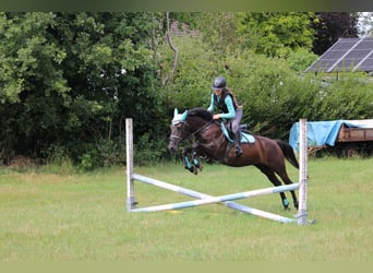 Karachai-paard, Merrie, 6 Jaar, Zwartbruin