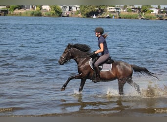 Karachai-paard, Merrie, 6 Jaar, Zwartbruin