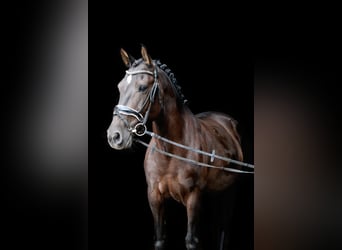 Karachai-paard, Merrie, 6 Jaar, Zwartbruin
