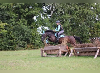 Karachai-paard, Merrie, 6 Jaar, Zwartbruin
