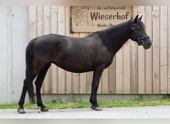 Karachai-paard, Merrie, 8 Jaar, 140 cm, Zwart