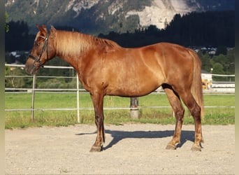 Karachai-paard, Merrie, 9 Jaar, 147 cm, Bruin