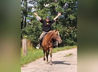 Karachai-paard, Merrie, 9 Jaar, 147 cm, Bruin