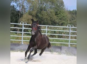 Karachai, Hengst, 1 Jahr, 16 hh, Rappe