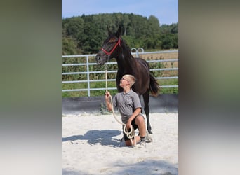 Karachai, Hengst, 1 Jahr, 16 hh, Rappe