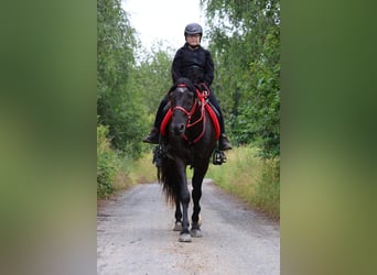 Karachai, Hengst, 1 Jahr, 16 hh, Rappe