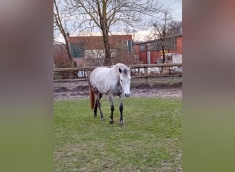Karachai, Stute, 10 Jahre, 154 cm, Blauschimmel