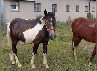Karachai Mix, Stute, 2 Jahre, 140 cm, Schecke