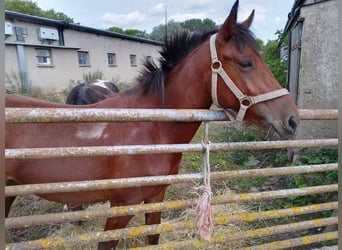 Karachai, Stute, 2 Jahre, 140 cm, Schecke