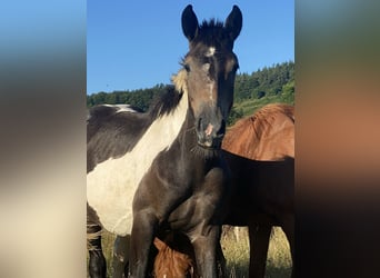 Karachai Mix, Stute, 2 Jahre, 140 cm, Schecke