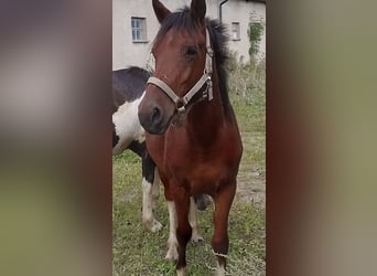 Karachai, Stute, 2 Jahre, 140 cm, Schecke