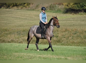 Karachai Mix, Stute, 3 Jahre, 152 cm, Roan-Red