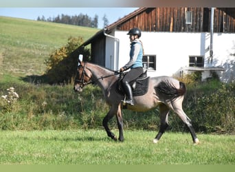 Karachai Mix, Stute, 3 Jahre, 152 cm, Roan-Red