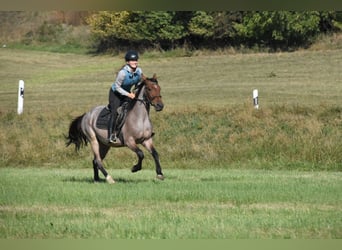 Karachai Mix, Stute, 3 Jahre, 152 cm, Roan-Red