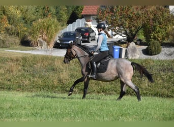 Karachai Mix, Stute, 3 Jahre, 152 cm, Roan-Red