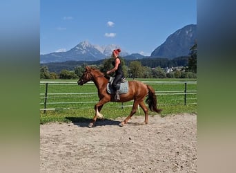 Karachai, Stute, 3 Jahre, 153 cm, Fuchs
