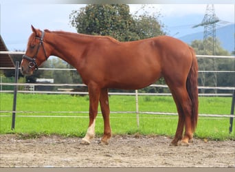 Karachai, Stute, 3 Jahre, 153 cm, Fuchs