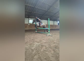 Karachai, Stute, 4 Jahre, 145 cm, Roan-Bay