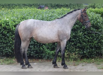 Karachai, Stute, 4 Jahre, 145 cm, Roan-Bay