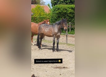 Karachai, Stute, 4 Jahre, 145 cm, Roan-Bay