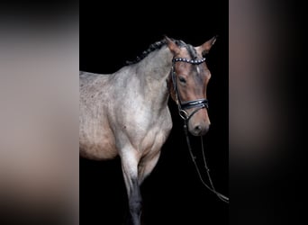 Karachai, Stute, 4 Jahre, 145 cm, Roan-Bay