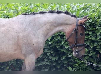 Karachai, Stute, 4 Jahre, 145 cm, Roan-Bay