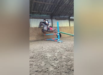 Karachai, Stute, 4 Jahre, 145 cm, Roan-Bay