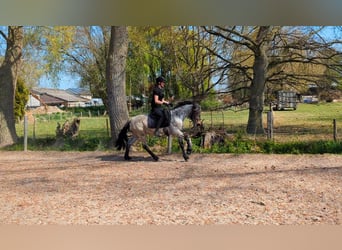 Karachai, Stute, 4 Jahre, 145 cm, Roan-Bay