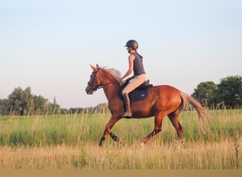 Karachai, Stute, 5 Jahre, 147 cm, Fuchs