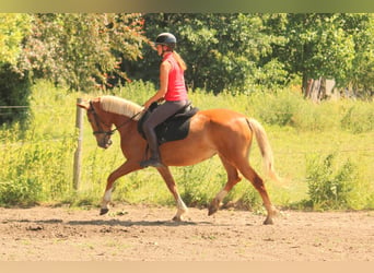 Karachai, Stute, 5 Jahre, 147 cm, Fuchs