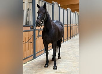 Karachai, Stute, 6 Jahre, 142 cm, Dunkelbrauner