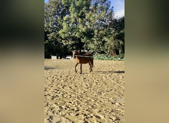 Karachai, Stute, 6 Jahre, 145 cm, Dunkelbrauner