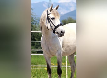Karachai, Stute, 7 Jahre, 145 cm, Schimmel