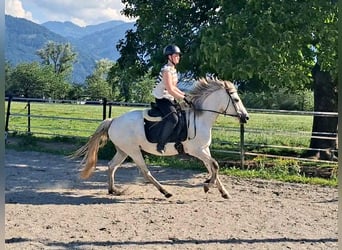 Karachai, Stute, 7 Jahre, 145 cm, Schimmel