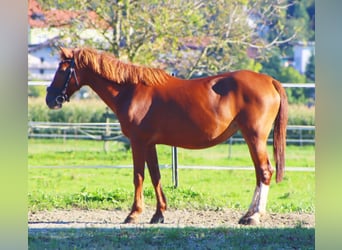Karachai, Stute, 7 Jahre, 146 cm, Fuchs