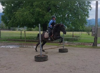 Karachai, Stute, 8 Jahre, 140 cm, Rappe