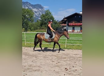 Karachai, Stute, 8 Jahre, 146 cm, Buckskin
