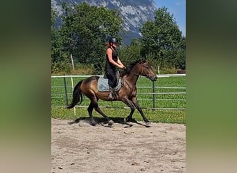 Karachai, Stute, 8 Jahre, 146 cm, Buckskin